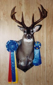Award Winning Shoulder Mount Taxidermy at Moyer's Taxidermy